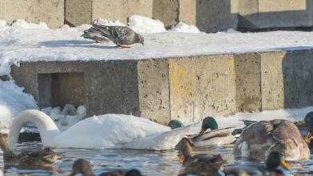 Swans and ducks on frozen river. Flock of wild mallard ducks and swans swims in the pond. Wintering of wild birds in the city. Survival of birds concept.の写真素材