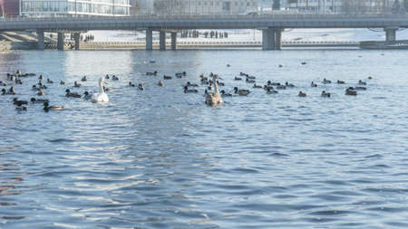 Waterfowl ducks and drakes on a winter river near open water in the city. A flock of ducks in the cold water. Ducks are waiting for food from people. Fauna ecosystem. Winter time.の写真素材