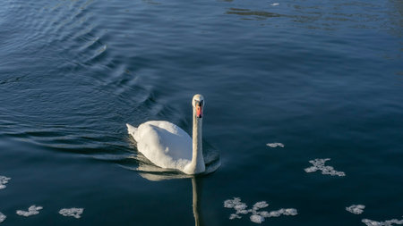The lonely beautiful white swan is swimming in winter river. Wintering swan in the city river. Ornithology concepts. Space fo text.の写真素材