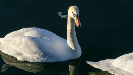The lonely beautiful white swan is swimming in winter river. Wintering swan in the city river....