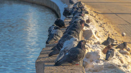Beautiful pigeons sit on the concrete fence of the river embankment in winter. Sunny day. Birds in the cold are waiting for food from people.の写真素材