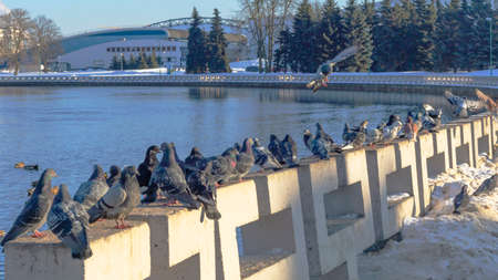 Beautiful pigeons sit on the concrete fence of the river embankment in winter. Sunny day. Birds in the cold are waiting for food from people.の写真素材