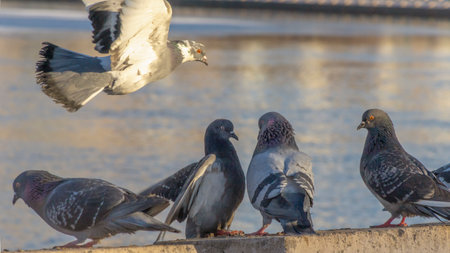 Beautiful pigeons sit on the concrete fence of the river embankment in winter. Sunny day.
