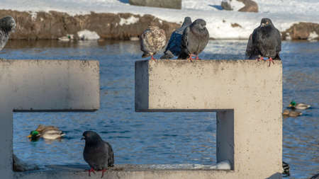 Beautiful pigeons sit on the concrete fence of the river embankment in winter. Sunny day. Birds in the cold are waiting for food from people.の写真素材