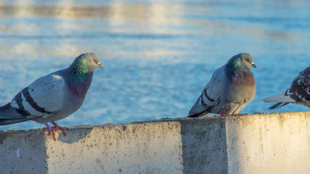 Beautiful pigeons sit on the concrete fence of the river embankment in winter. Sunny day. Birds in the cold are waiting for food from people.の写真素材