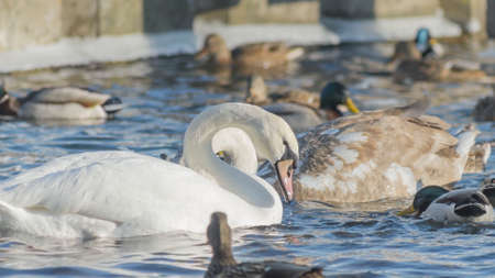 Swans and ducks on frozen river. Flock of wild mallard ducks and swans swims in the pond. Wintering of wild birds in the city. Survival of birds concept.の写真素材