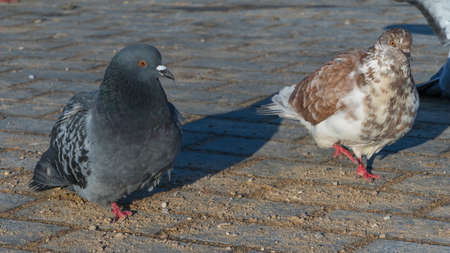 Close-up of pigeons on asphalt in cold weather. Pigeons are waiting for feeding from people. urban...