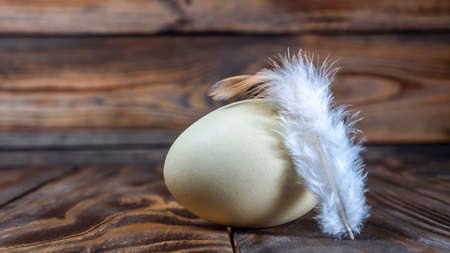 Araucana egg with feather on wooden background. Light blue egg from Araucana chicken. Easter...