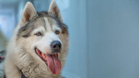 A charming adult husky is waiting for a veterinarians appointment in the corridor of the veterinary...