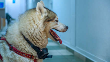 A charming adult husky is waiting for a veterinarians appointment in the corridor of the veterinary...