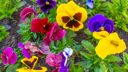 Close up of colorful pansy flower. beautiful flowers pattern. Multicolored flowers carpet as background. The garden pansy is a type of large-flowered hybrid plant. This image was selective focus.の写真素材