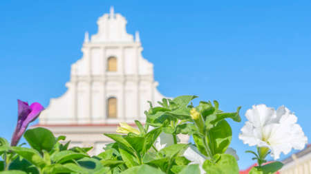 Datura flowers photographed in the street on old building background with blue sky. Green leaves with white flowers. Decorative flowering shrub plant for landscaping streets and houses.の写真素材