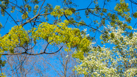 Spring tree with young light green foliage with blue sky. Space for text. young leaves background....