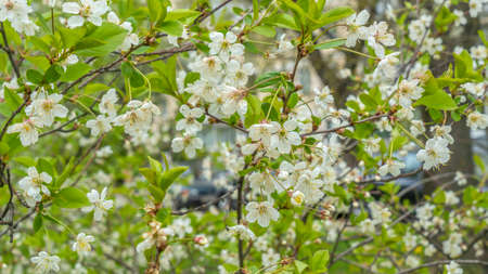 White apple or cherry flowers in springtime. Background with blooming flowers in spring day. The...