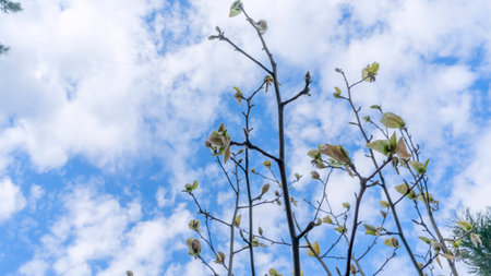 Beautiful blooming yellow magnolia flower bouquet against blue sky. Magnolia tree blossom in...