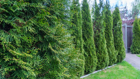 Well groomed green conical thuja coniferous trees in garden. Defocused background. landscape design...