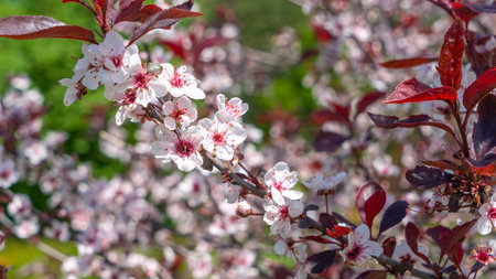 Close-up view of beautiful cherry blossoms blooming. selective focus. Sakura garden. Gourgeous cherry trees in full blossom. nature background.の写真素材
