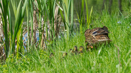 Little ducklings with mom duck in green grass. Breeding season in wild ducks. Duck with chicks....
