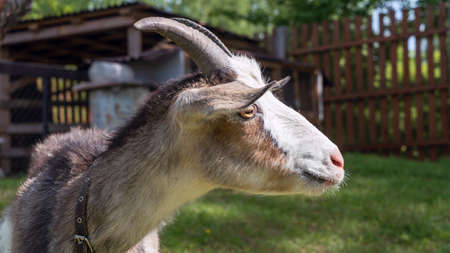 Head of a piebal horned goat in the pasture. Animal nose close-up, selective focus. Goat looking at...