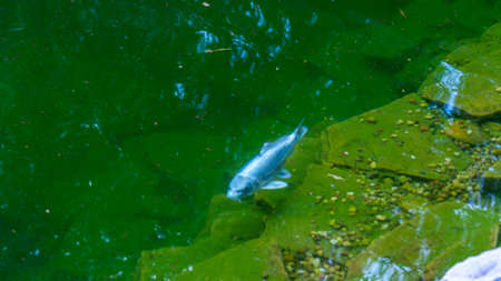 Blue koi fish or exotic carp swims in the pond on the backyard. Trees are reflected in the water. Beautiful and calm koi fish swimming in a clear artificial pond. nature background.の写真素材