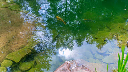 Silhouettes of blue and yellow koi fish exotic carp in the pond on the backyard. Trees are reflected in the water. Beautiful and calm koi fish swimming in a clear artificial pond. nature background.の写真素材