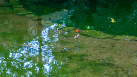 Koi fish or carp fish swimming in the pond on the backyard. Beautiful and calm koi fish swimming in a clear artificial pond. nature background. Relax concept. Trees are reflected in the water.の写真素材