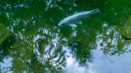Blue koi fish or exotic carp swims in the pond on the backyard. Trees are reflected in the water. Beautiful and calm koi fish swimming in a clear artificial pond. nature background.の写真素材