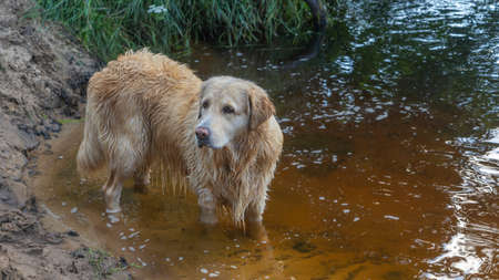 A wet golden retriever walks along the riverbed in nature. Portrait of a dog on a sunny day on the sand near the water. Wet yellow lab after bath in river.の写真素材