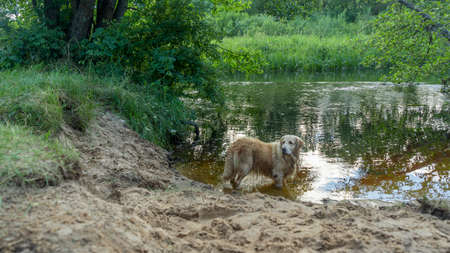 A wet golden retriever walks along the riverbed in nature. Portrait of a dog on a sunny day on the sand near the water. Wet yellow lab after bath in river.の写真素材