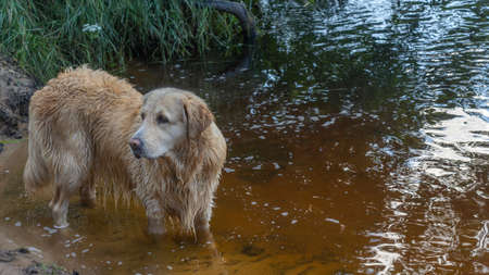 A wet golden retriever walks along the riverbed in nature. Portrait of a dog on a sunny day on the sand near the water. Wet yellow lab after bath in river.の写真素材