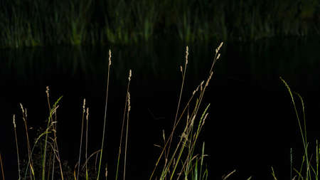 Still life of lush green grass at night on riverbank. Night flora background. Green grass by the river background. nature concepts.の写真素材