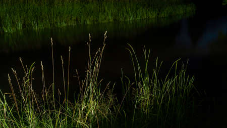 Still life of lush green grass at night on riverbank. Night flora background. Green grass by the river background. nature concepts.の写真素材