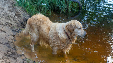 A wet golden retriever walks along the riverbed in nature. Portrait of a dog on a sunny day on the sand near the water. Wet yellow lab after bath in river.の写真素材
