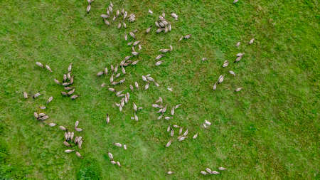 Aerial view of Tarpan horses in nature. wild horses. Wildlife and nature background. Herd of wild horses Tarpan on the pasture. Wll life concepts.の写真素材
