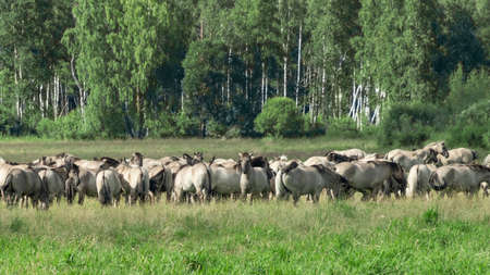 Tarpan horses in nature. wild horses. Wildlife and nature background. Herd of wild horses Tarpan on the pasture. Wll life concepts.の写真素材