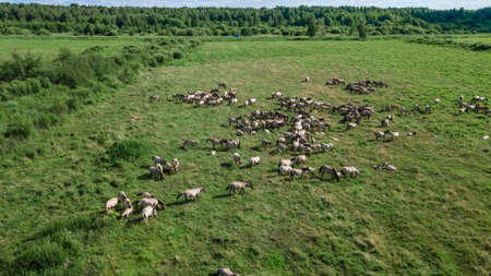 Aerial view of Tarpan horses in nature. wild horses. Wildlife and nature background. Herd of wild horses Tarpan on the pasture. Wll life concepts.の写真素材
