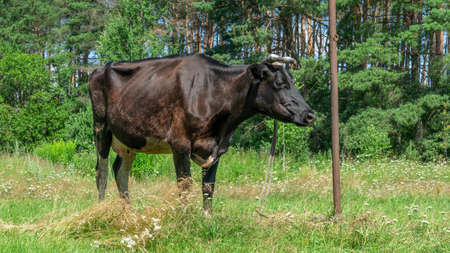 Open farm with dairy cattle on the field in countryside farm. Insect cause discomfort in cattle on farmland grassland. Happy single cow on a meadow.の写真素材
