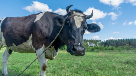 Open farm with dairy cattle on the field in countryside farm. Insect cause discomfort in cattle on farmland grassland. Happy single cow on a pasture on blue sky background.の写真素材