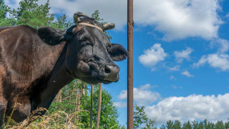 Open farm with dairy cattle on the field in countryside farm. Insect cause discomfort in cattle on farmland grassland. Happy single cow on a pasture on blue sky background.の写真素材