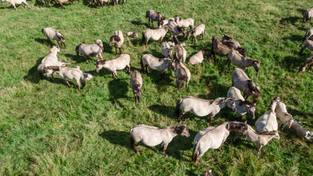 Aerial view of Tarpan horses in nature. wild horses. Wildlife and nature background. Herd of wild horses Tarpan on the pasture. Wll life concepts.の写真素材