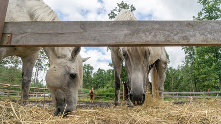Horses eating fresh hay between the bars of an wooden fence. Group of purebred horses eating hay on rural animal farm. Herd of horses chewing fresh hay on ranch summertime.の写真素材