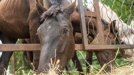 Horses eating fresh hay between the bars of an wooden fence. Group of purebred horses eating hay on rural animal farm. Herd of horses chewing fresh hay on ranch summertime.の写真素材