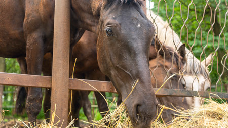Horses eating fresh hay between the bars of an wooden fence. Group of purebred horses eating hay on rural animal farm. Herd of horses chewing fresh hay on ranch summertime.の写真素材