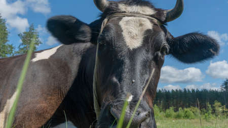 Open farm with dairy cattle on the field in countryside farm. Insect cause discomfort in cattle on farmland grassland. Single cow lies on a pasture on blue sky background.の写真素材