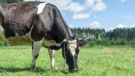 Open farm with dairy cattle on the field in countryside farm. Insect cause discomfort in cattle on farmland grassland. Single cow grazzing on a pasture on blue sky background.の写真素材