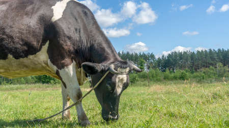 Open farm with dairy cattle on the field in countryside farm. Insect cause discomfort in cattle on farmland grassland. Single cow grazzing on a pasture on blue sky background.の写真素材