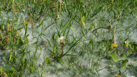 A lot of white poplar fluff among green grass. allergy season. Dandelion fluffs in green grass lawn. Lots of white fluffy seeds poplar tree lies on ground.の写真素材