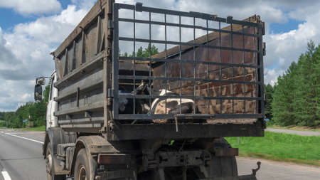 Transport of live animals in cattle truck. Livestock transport truck at the market or butchery. A truck deliver live cow. Bovine, cow, beef behind bars.の写真素材