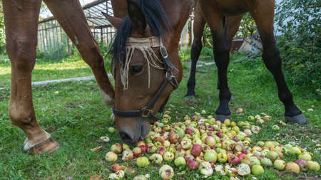 Horses eating apple on pasture. Mouth of a horse that eats an apple. A horse eating fruit outdoors. The apples that the horse eats.の写真素材