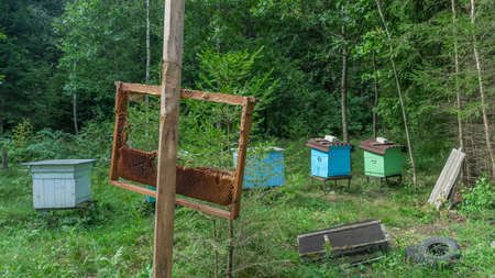 In the foreground there is a honeycomb stub, in the background there are beehives for bees under the trees. Wooden beehives and bees in apiary in the forest. Beekeeping or apiculture concepts.の写真素材